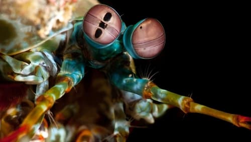 Ocean’s Weirdest 1. Sezon 1. Bölüm