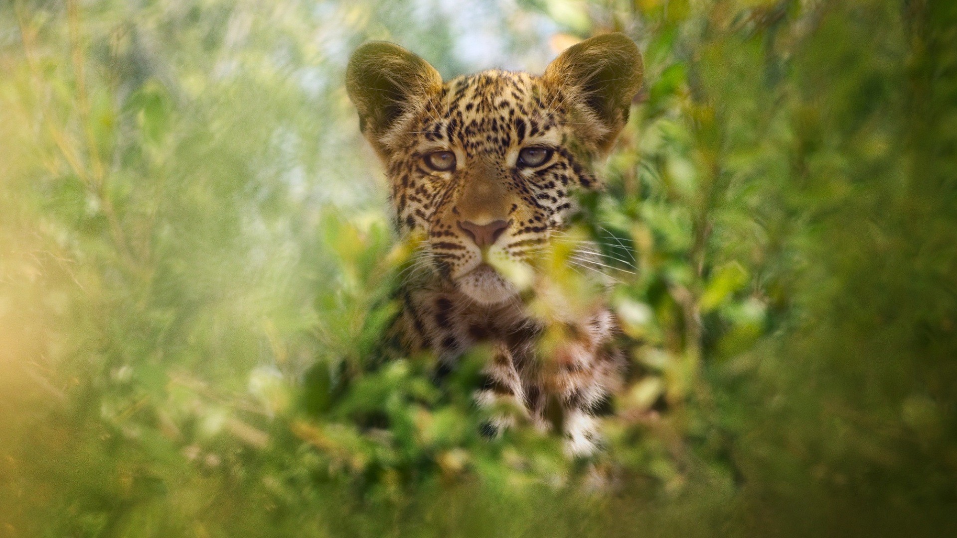 Animal 1. Sezon 1. Bölüm