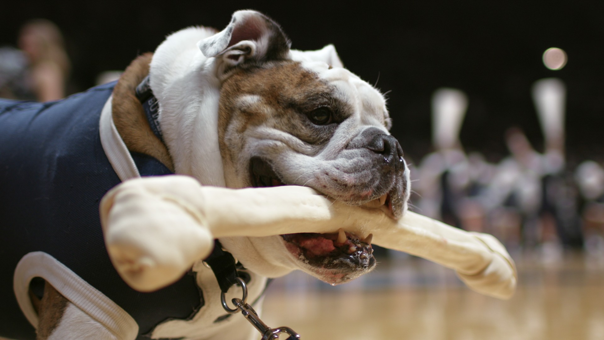 Dogs 2. Sezon 2. Bölüm