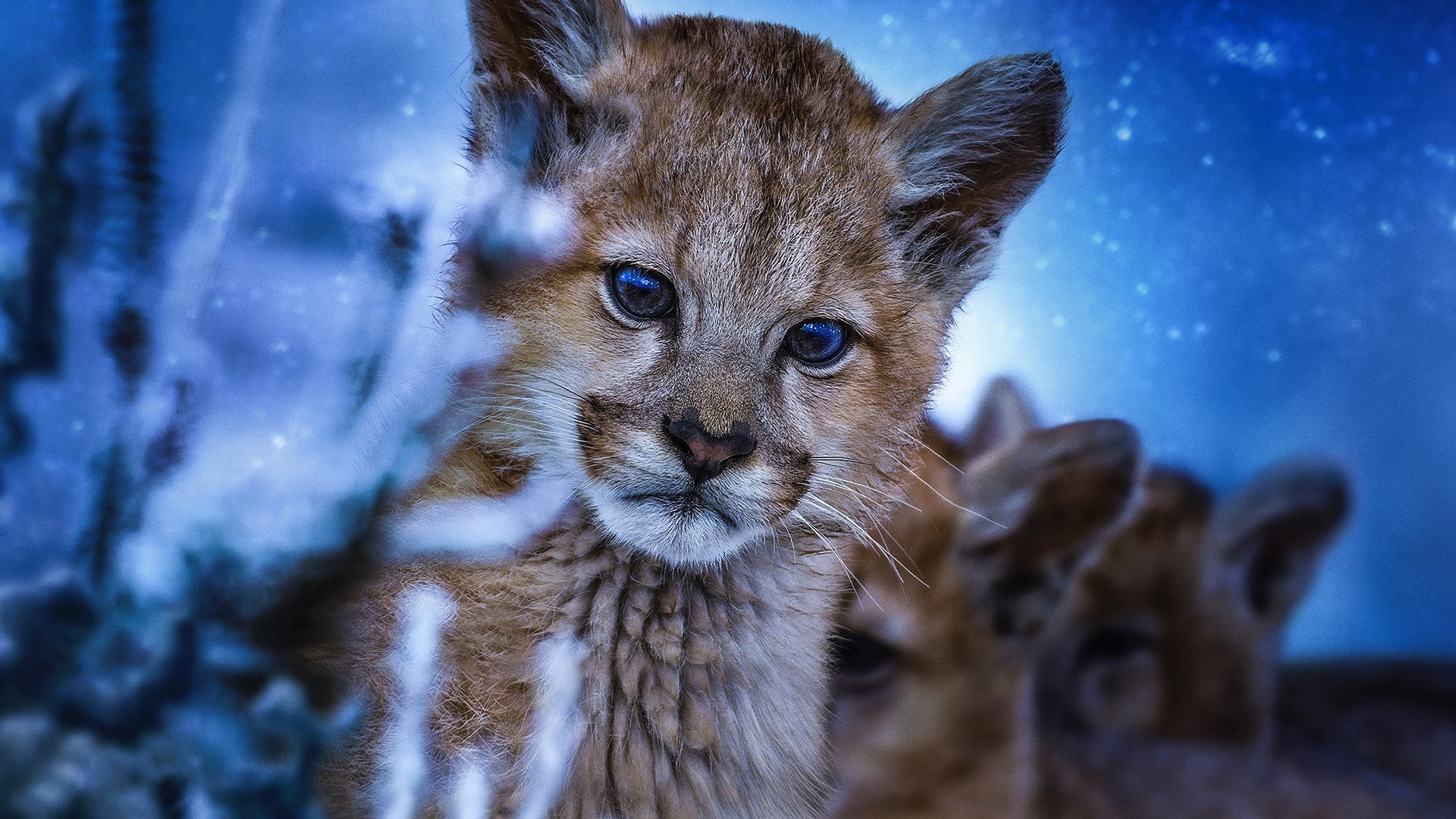 Earth at Night in Color 2. Sezon 5. Bölüm