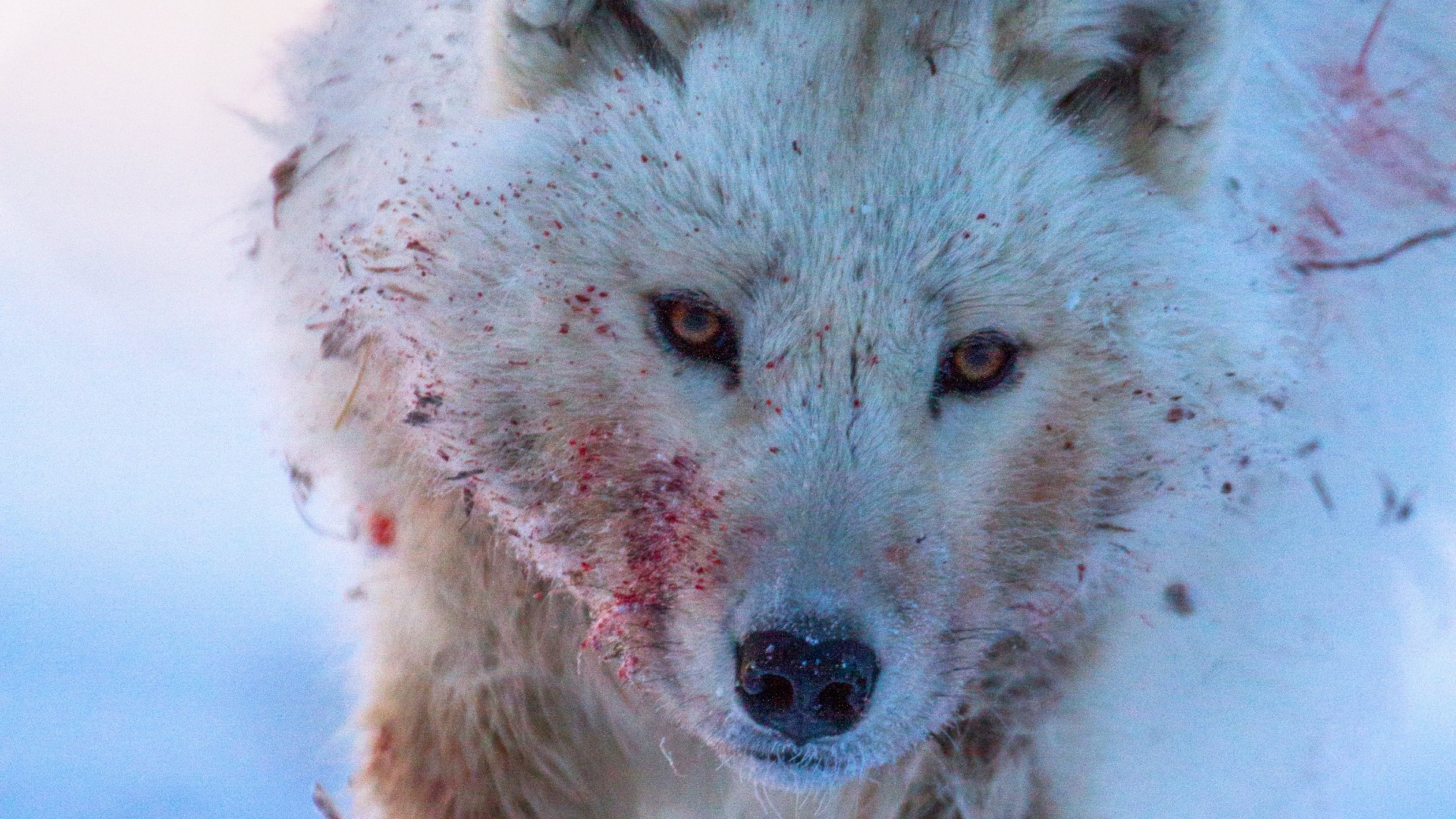 Hostile Planet 1. Sezon 1. Bölüm