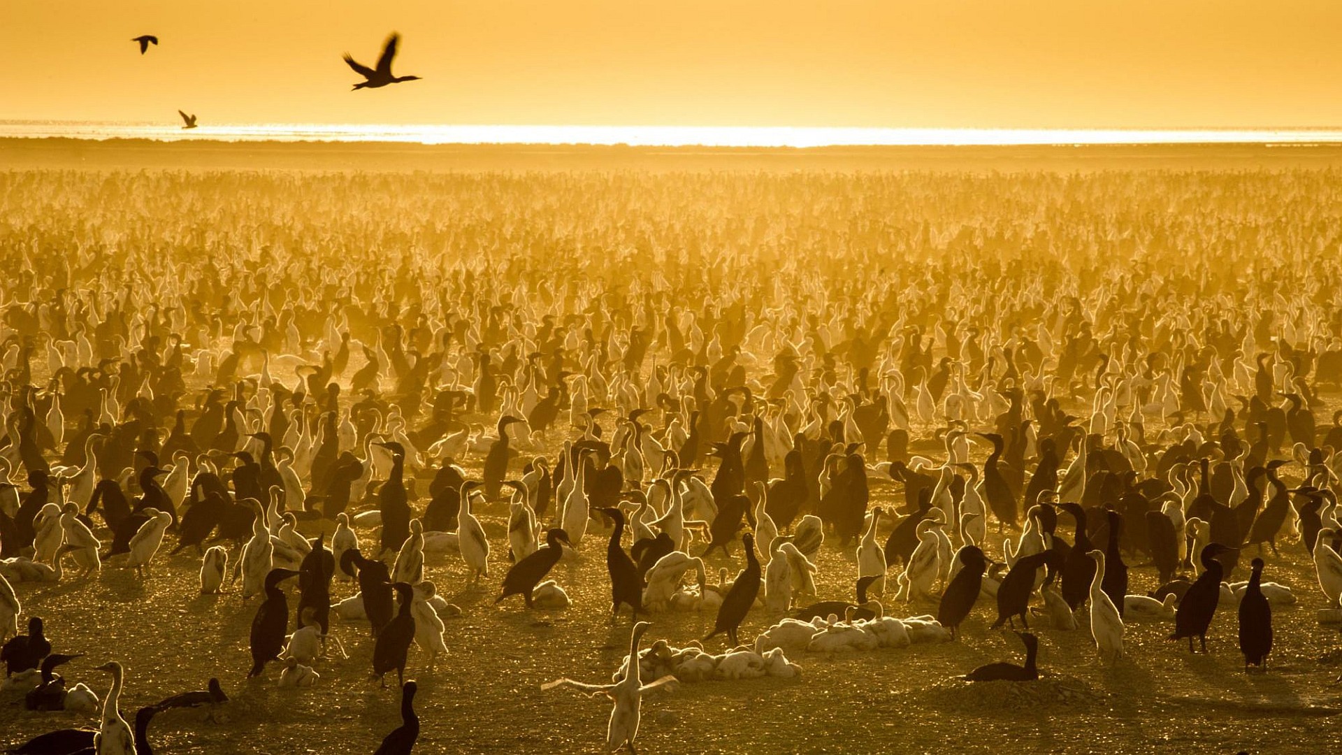 Our Planet 2. Sezon 2. Bölüm