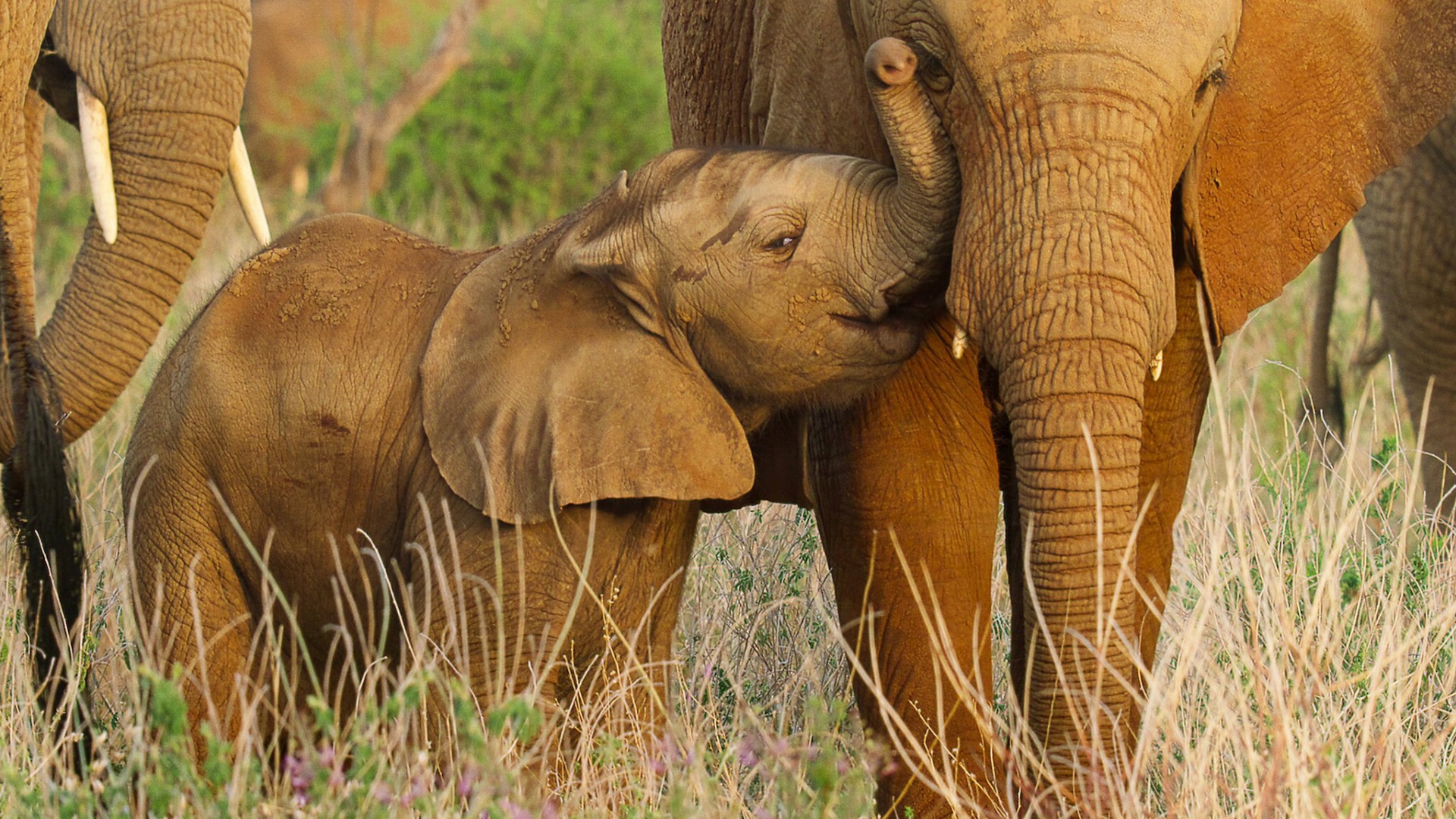 Wild Babies 1. Sezon 4. Bölüm