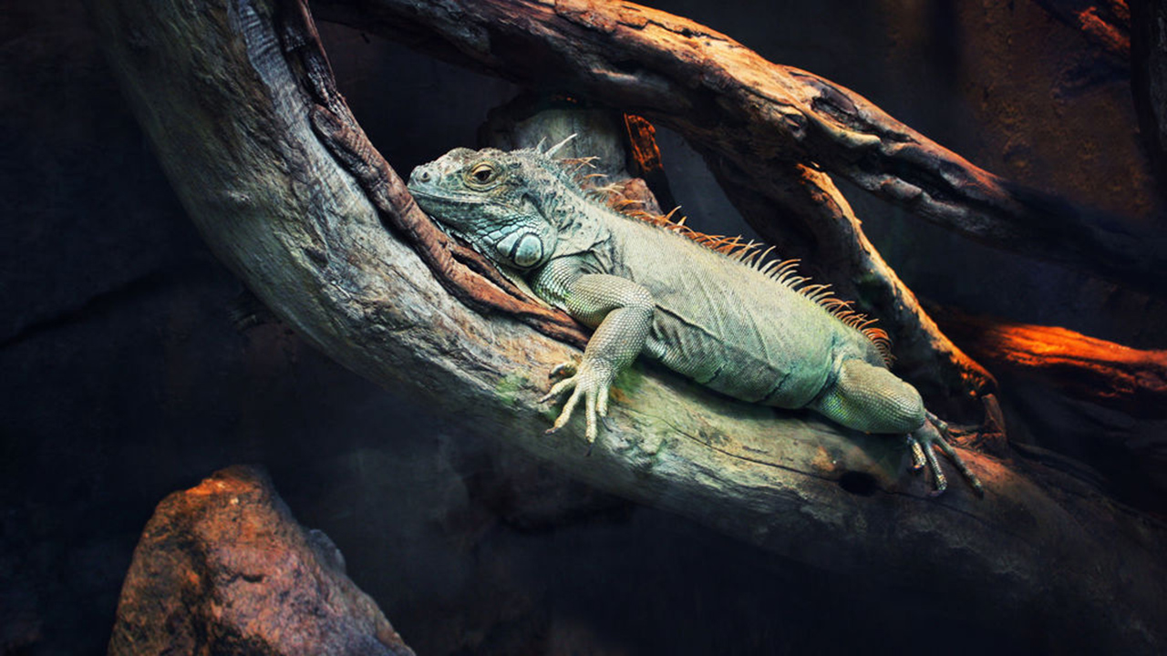 72 Dangerous Animals: Latin America 1. Sezon 2. Bölüm