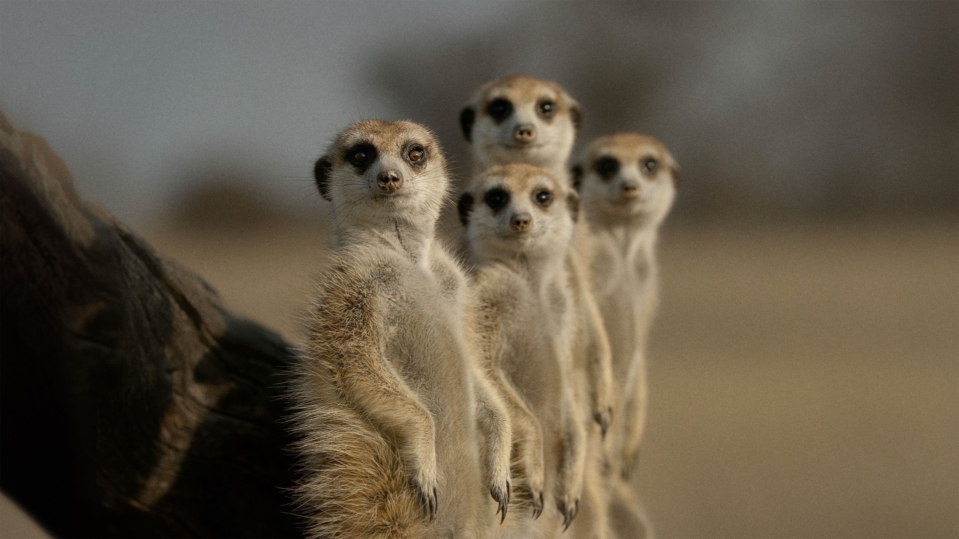 The Secret Lives of Animals 1. Sezon 6. Bölüm