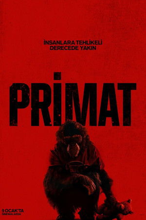 Primate